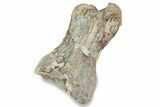 Fossil Spinosaurus Proximal Toe Bone - Kem Kem Beds, Morocco #242875-3